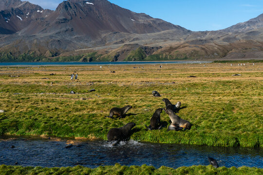 Antarctic fur seal (Arctocephalus gazella), Fortuna Bay, South Georgia