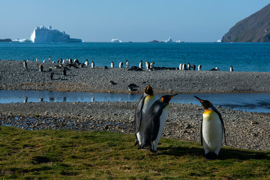 King penguins (Aptenodytes patagonicus), Fortuna Bay, South Georgia