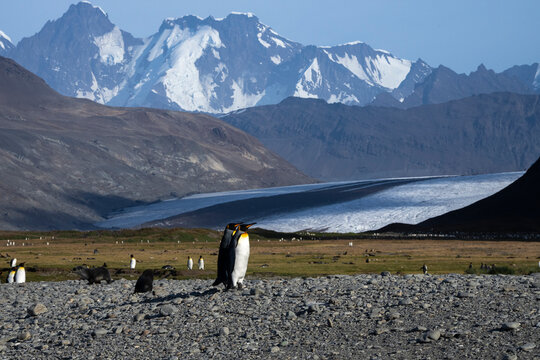 King penguins (Aptenodytes patagonicus), Fortuna Bay, South Georgia