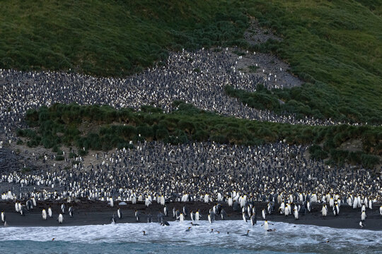 King penguins (Aptenodytes patagonicus), Right Whale Bay, South Georgia