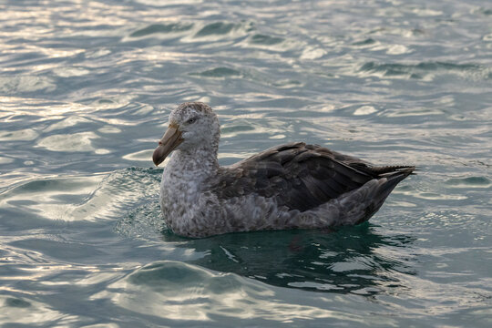 Southern giant petrel (Macronectes giganteus), Right Whale Bay, South Georgia