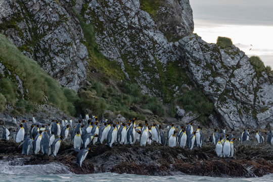 King penguins (Aptenodytes patagonicus), Right Whale Bay, South Georgia