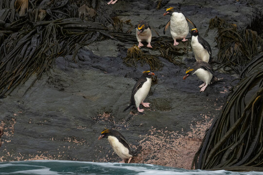 Macaroni penguins (Eudyptes chrysolophus), Willis Islands, South Georgia