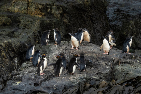 Macaroni penguins (Eudyptes chrysolophus), Willis Islands, South Georgia