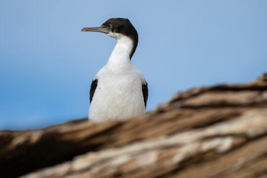 Imperial cormorant (Leucocarbo atriceps), Saunders Island, Falkland Islands