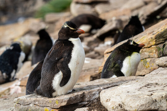 Rockhopper penguin (Eudyptes chrysocome) colony, Saunders Island, Falkland Islands