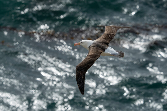 Black-browed albatross (Thalassarche melanophris) in flight over the sea, Saunders Island, Falkland Islands