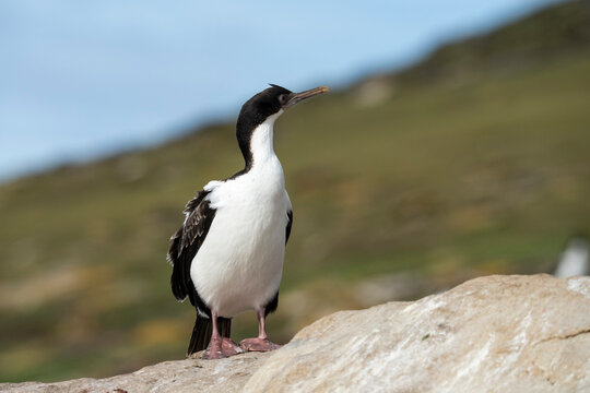 Imperial cormorant (Leucocarbo atriceps), Saunders Island, Falkland Islands