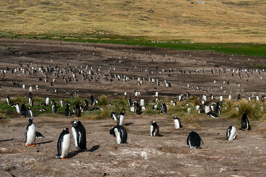 Gentoo penguin (Pygoscelis papua) colony, Grave Cove, Falkland Islands