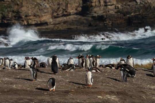 Gentoo penguin (Pygoscelis papua) colony, Grave Cove, Falkland Islands