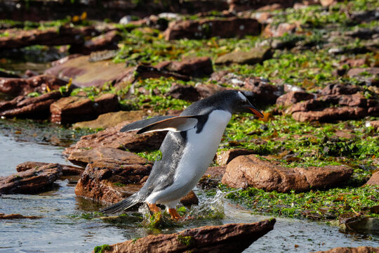 Gentoo penguin (Pygoscelis papua), Grave Cove, Falkland Islands
