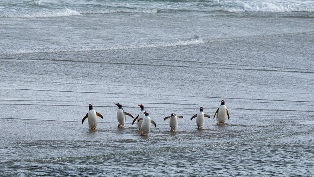 Gentoo penguins (Pygoscelis papua) walking on beach returning from sea, Grave Cove, Falkland Islands