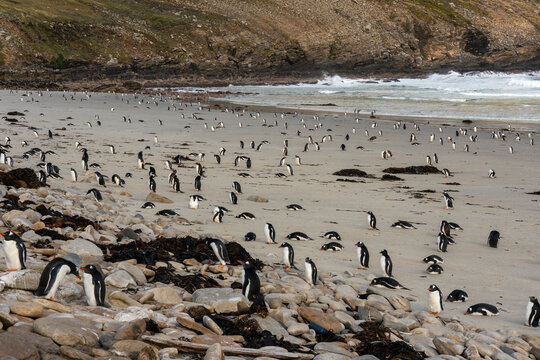 Gentoo penguin (Pygoscelis papua) colony, Grave Cove, Falkland Islands