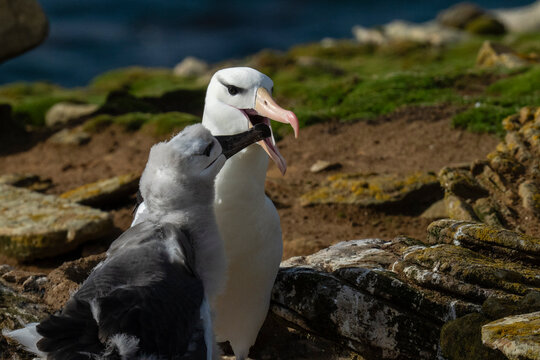 Black-browed albatross (Thalassarche melanophris) on nest with chick, Saunders Island, Falkland Islands