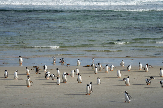 Gentoo penguin (Pygoscelis papua) colony, Grave Cove, Falkland Islands