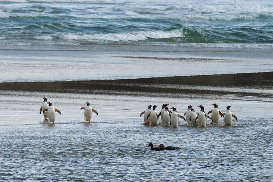 Gentoo penguins (Pygoscelis papua) walking on beach returning from sea, Grave Cove, Falkland Islands