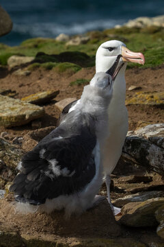 Black-browed albatross (Thalassarche melanophris) on nest with chick, Saunders Island, Falkland Islands