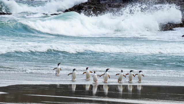 Gentoo penguins (Pygoscelis papua) walking on beach returning from sea, Grave Cove, Falkland Islands