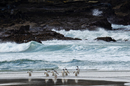 Gentoo penguins (Pygoscelis papua) walking on beach returning from sea, Grave Cove, Falkland Islands