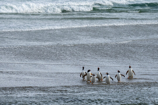 Gentoo penguins (Pygoscelis papua) walking on beach returning from sea, Grave Cove, Falkland Islands