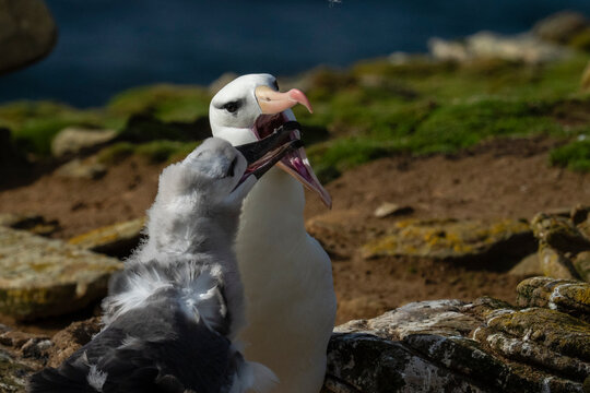 Black-browed albatross (Thalassarche melanophris) on nest with chick, Saunders Island, Falkland Islands