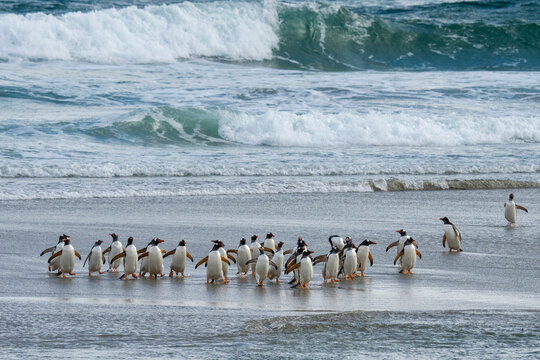Gentoo penguins (Pygoscelis papua) walking on beach returning from sea, Grave Cove, Falkland Islands