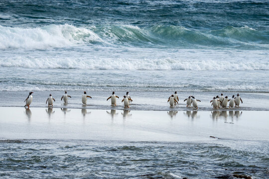 Gentoo penguins (Pygoscelis papua) walking on beach returning from sea, Grave Cove, Falkland Islands