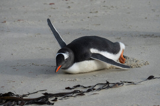 Gentoo penguin (Pygoscelis papua) on a sandy beach, Grave Cove, Falkland Islands