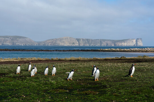 Gentoo penguins (Pygoscelis papua), Beaver Island, Falkland Islands