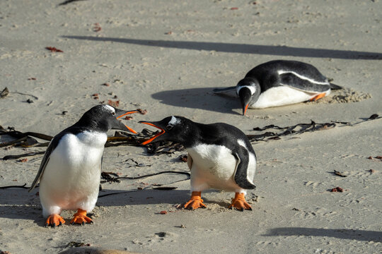 Gentoo penguin (Pygoscelis papua) on a sandy beach, Grave Cove, Falkland Islands