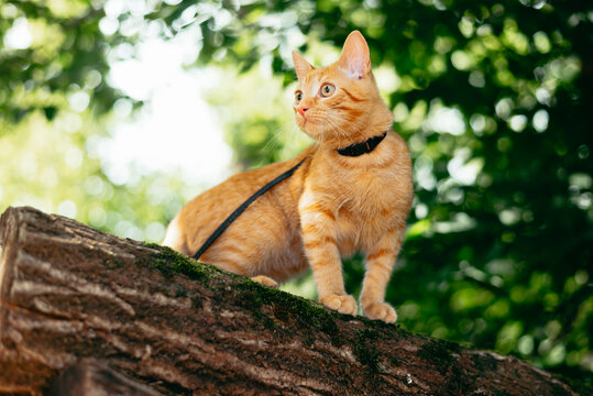 A cat with orange fur climbs on a log in a lush green outdoor setting. It wears a harness and looks around while perched, enjoying the environment