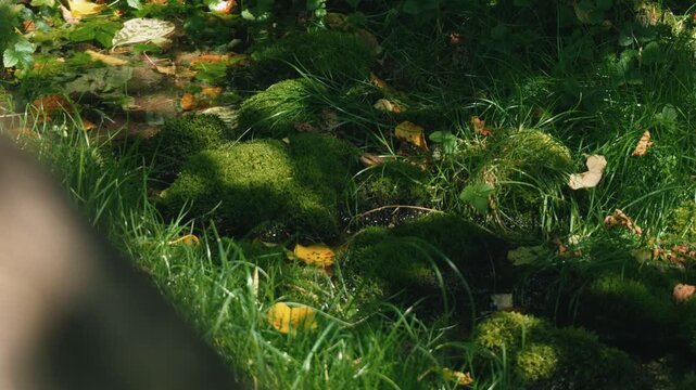 A beautifully blurred tree trunk in the foreground, with a moss-covered stone and a natural spring in the background.
