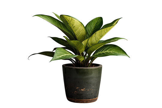Variegated Green Houseplant in Dark Pot