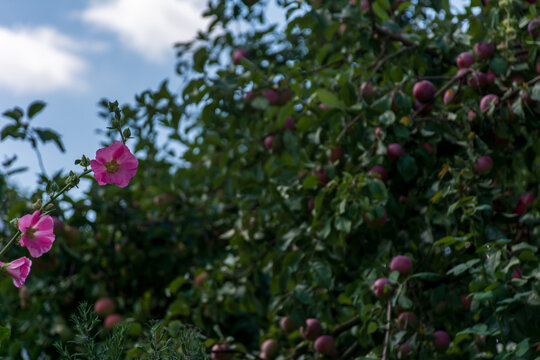 red rose bush