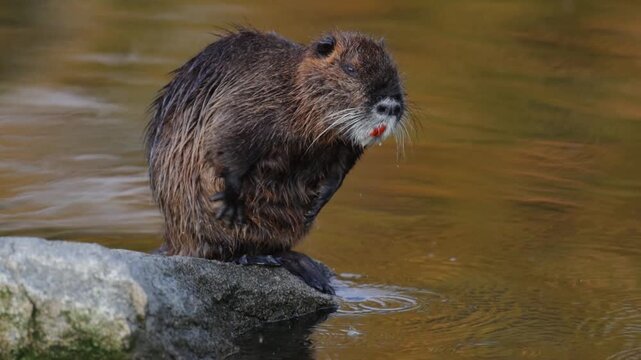 Wild Nutria Swimming in Clear River Water During Summer Season