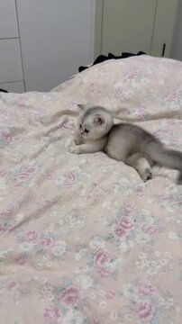 Fluffy gray kitten playing on a soft floral bedspread in a dynamic motion video clip capturing cute feline energy