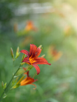 Close-up of bright orange daylily flower blooming in a summer garden 