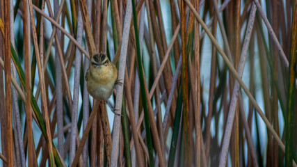blue tit on a branch © CherniView