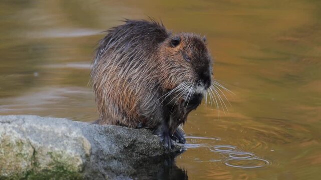 Wild Nutria Swimming in Clear River Water During Summer Season