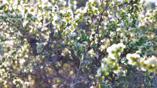 Capers (Capparis spinosa) in the seaside deserts (extreme drought) of the Arabian Peninsula. Oman