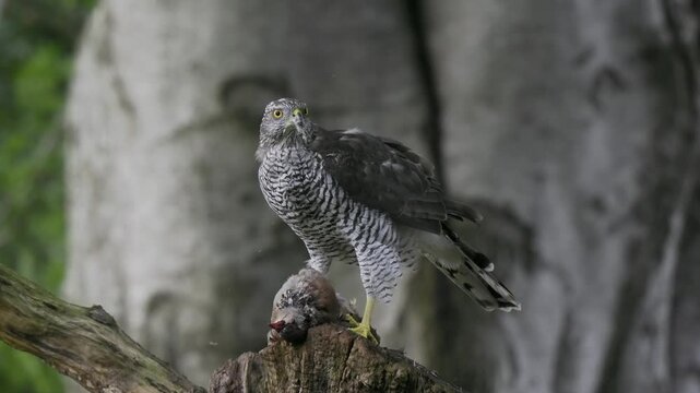 Goshawk (Accipiter gentilis) feeding on a partridge, Scotland