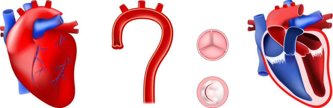 Human heart anatomy and internal structure, chambers, valves and aorta.