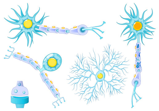 Neuron anatomy. Multiple sclerosis, healthy myelinated neuron, demyelination, microglia, synaptic cleft