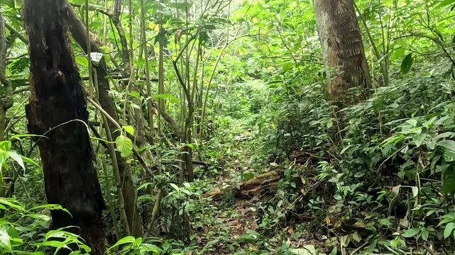 4K footage of a narrow hiking path winding through dense, lush green vegetation in a tropical forest.