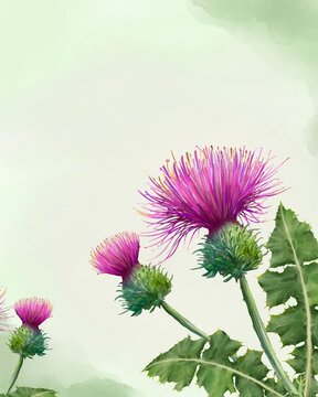 Milk Thistle on soft Green watercolor background, watercolor Hand painted Frame. 