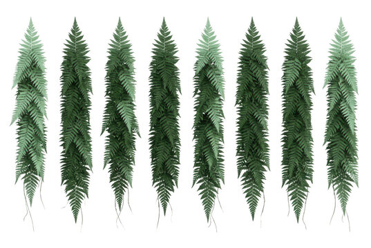 Set di otto rami di felce verde appesi verticalmente isolati su sfondo bianco, perfetti per composizioni botaniche, decorazioni naturali e design grafico di alta qualit&agrave;.