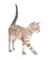 bengal cat in studio © cynoclub