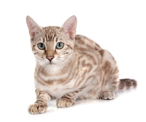 bengal cat in studio © cynoclub