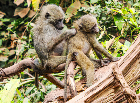 mother and baby baboon