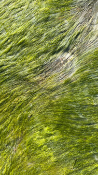 Green Algae Texture on Wet Rock Surface. Natural Abstract Background
